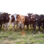 supplier of livestock feed