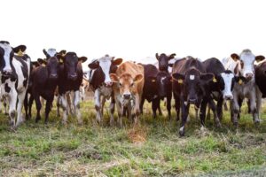supplier of livestock feed