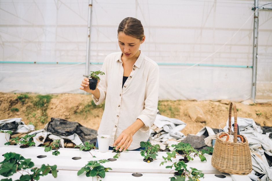 aquaponics kit