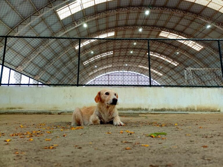 pet boarding facility