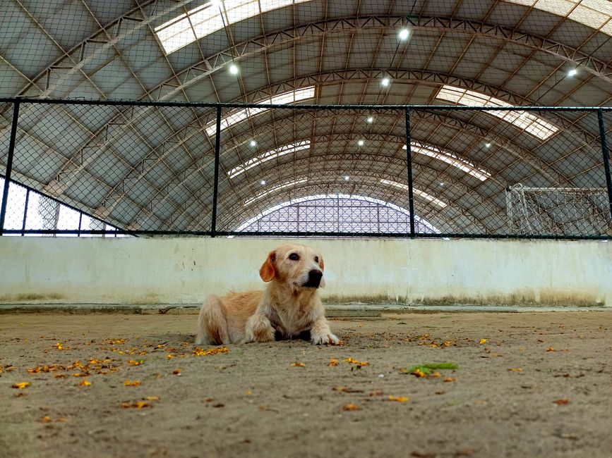 pet boarding facility