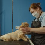 peluquería canina cerca