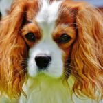 criador cachorros cerca