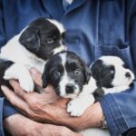 criador cachorros cerca