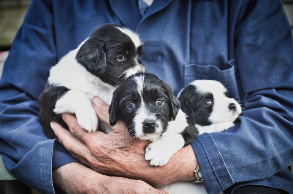 criador cachorros cerca