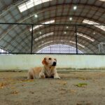 犬の保育園