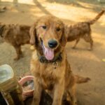 犬の保育園