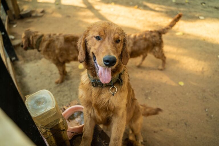 犬の保育園